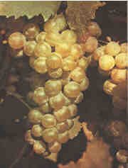 Traube vom M&uuml;ller-Thurgau