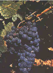 Traube vom Blauer Portugieser