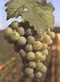 Traube vom Rheinriesling